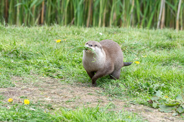 Short Clawed Otter
