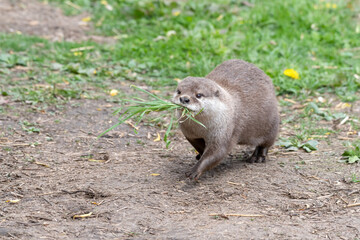 Short Clawed Otter