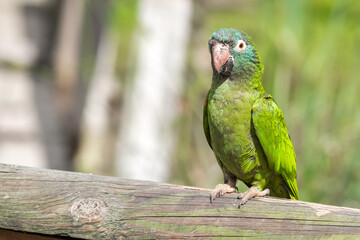 Blue Crowned Conure