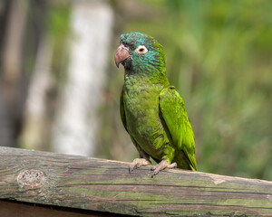 Blue Crowned Conure