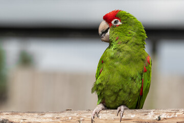 Rose Fronted Parakeet rose-fronted parakeet