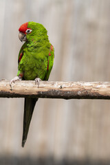 Rose Fronted Parakeet rose-fronted parakeet	