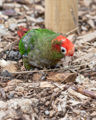 Rose Fronted Parakeet