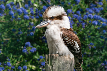 Kookaburra Perched on a Broken Tree