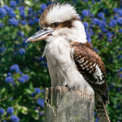 Kookaburra Perched on a Broken Tree