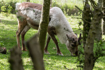 Reindeer Grazing on Grass
