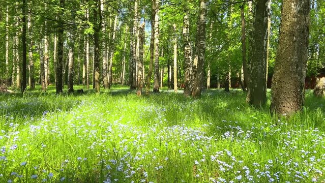 Glade with forget-me-nots in the city park. City Park.