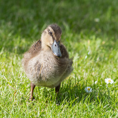 Young Duckling