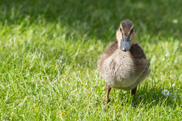 Young Duckling