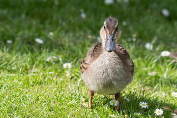 Young Duckling