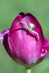 Pająk kwietnik na tulipanie