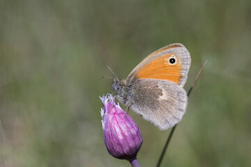 Fototapeta premium Motyl strzepotek ruczajnik na różowym pąku