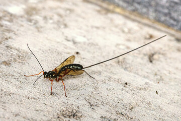 close up of a parasite wasp