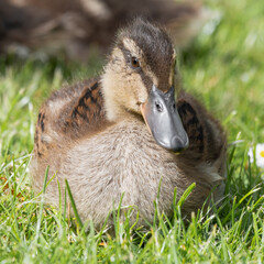 Young Duckling