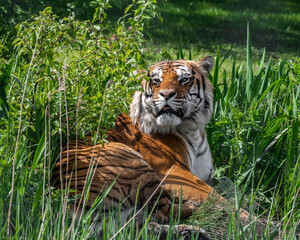 Bengal Tiger in Grass
