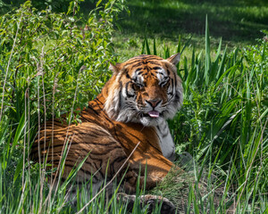 Bengal Tiger in Grass
