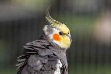Cockatiel Side Profile