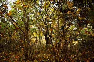 beautiful autumn in the park
