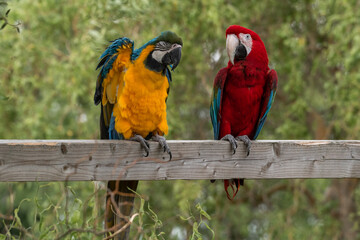 blue and yellow macaw and Scarlet Macaw
