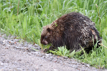 Country scene of a porcupine grazing on grass along side of the road