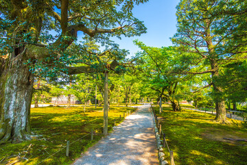 Fototapeta premium 石川県金沢市 新緑の兼六園