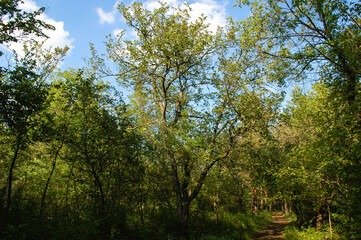 A green tree with spreading branches in a green forest against a blue sky and white clouds, surrounded by other trees