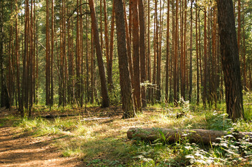 A log in the foreground and a large number of pine trees in the background are illuminated by sunlight in a coniferous forest