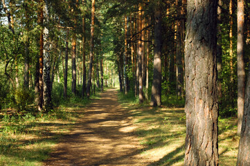 Fototapeta premium A pine tree and its bark close-up illuminated by sunlight against the background of a forest path in the middle of an alley in the forest