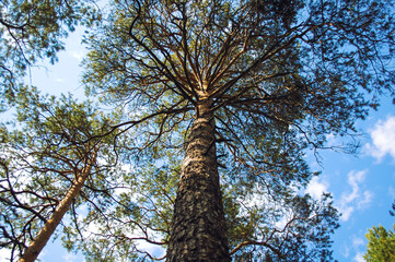 Fototapeta premium Bottom view of a tall pine tree and its trunk with spreading branches against the background of clouds and blue sky