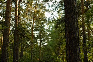 Fototapeta premium Shot of an evening coniferous forest illuminated by the evening sun, with a pine tree trunk in shadow in the foreground