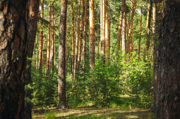 Slender pine trees are illuminated by the warm light of the sun in the middle of a green forest
