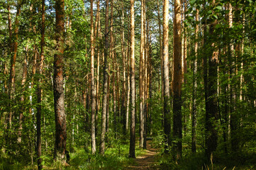 Slender trunks of pine trees illuminated by sunlight in a green coniferous forest