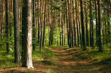 The forest path runs between a dense green thicket and pine trees illuminated by sunlight in a coniferous forest