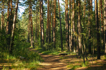 Fototapeta premium The forest path runs between a dense green thicket and pine trees illuminated by sunlight in a coniferous forest