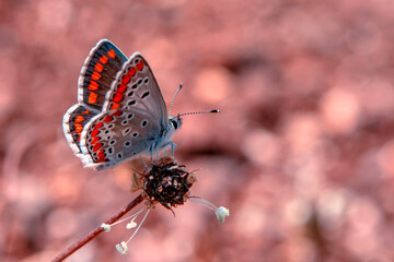 Macro shots, Beautiful nature scene. Closeup beautiful butterfly sitting on the flower in a summer garden.