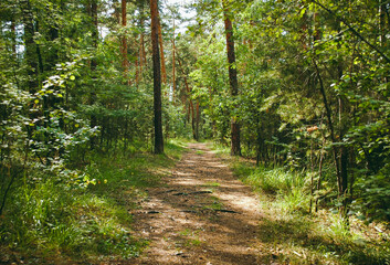 Obraz premium The forest path, illuminated by the sun, passes between the pine trees that form a kind of gate in a green coniferous forest