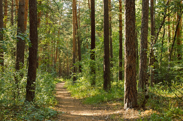 The path passes between the trunks of pine trees and a dense thicket in a green forest and is illuminated by sunlight