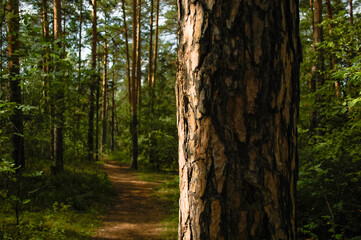 The trunk of a large pine tree and its bark close-up, illuminated by sunlight against the background of a path and a green forest