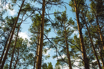 Trunks of tall pines and their branches in the sunlight and green crowns against the background of white clouds and blue sky