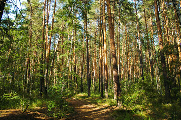 Various types of pine trunks in the green thicket of a coniferous forest illuminated by sunlight