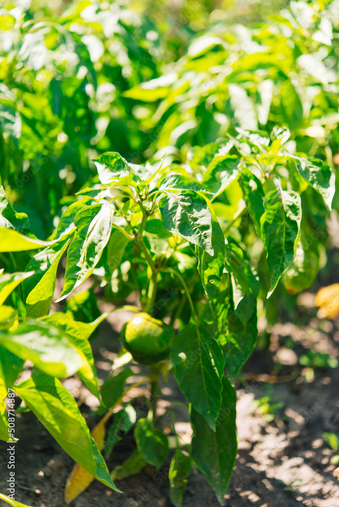 Wall mural Bunch of green pepper on a plant during ripening. Outdoors.	