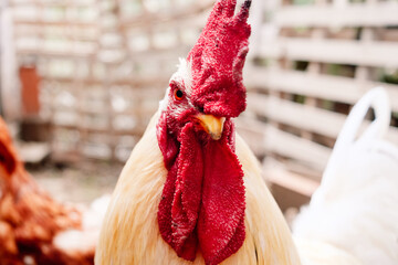 Red-crested white rooster looking at the camera. © Road Red Runner