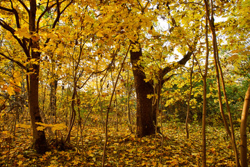 Fototapeta premium beautiful autumn in the park