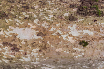 Background image of tree bark