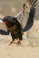 Bateleur Eagle at the waterhole, Kgalagadi, South Africa