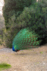 Obraz premium The peacock spread its beautiful tail in the bird's yard. The fairy-tale firebird peacock.