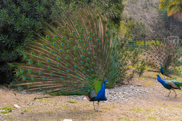 Obraz premium The peacock spread its beautiful tail in the bird's yard. The fairy-tale firebird peacock.