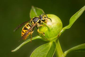 Wasp drinking nectar on a peoni blossom on an early spring morning