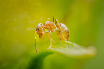 Small ant cleaning up on a leaf with blurred green and yellow background