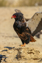 Bateleur Eagle at the waterhole, Kgalagadi, South Africa